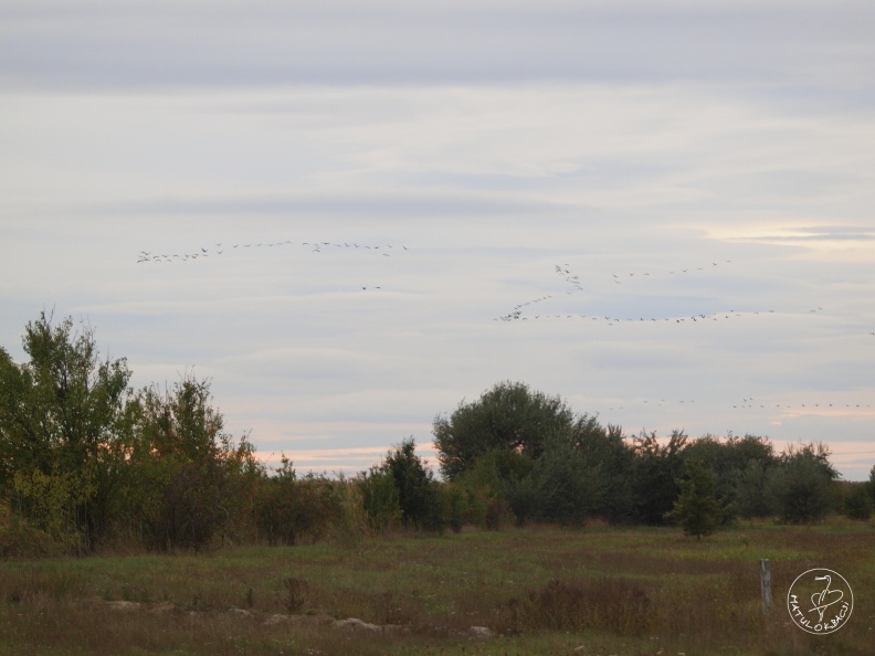 _1015882.jpg